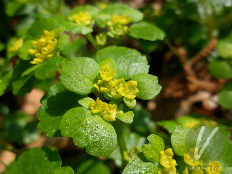 Wechselblättriges Milzkraut: Blüten, Blätter