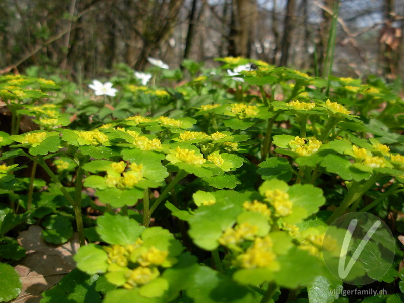 Wechselblättriges Milzkraut: Blüten, Blätter