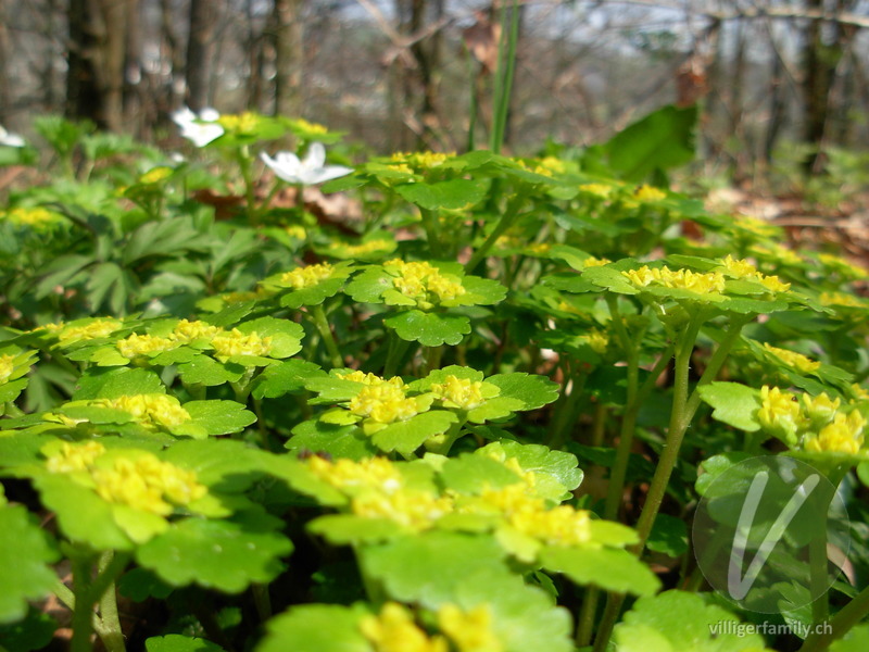 Wechselblättriges Milzkraut: Blüten, Blätter