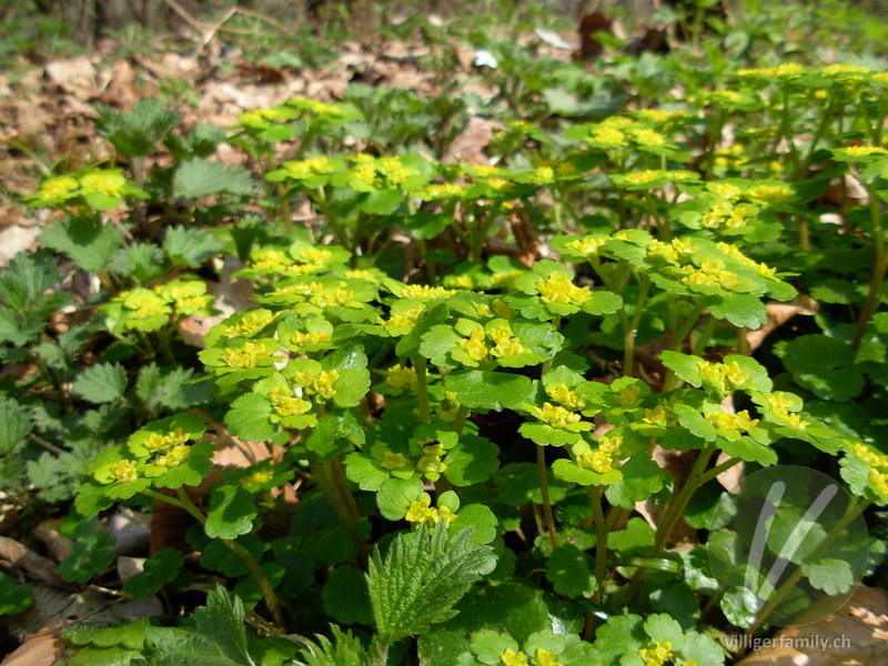 Wechselblättriges Milzkraut: Blüten, Blätter