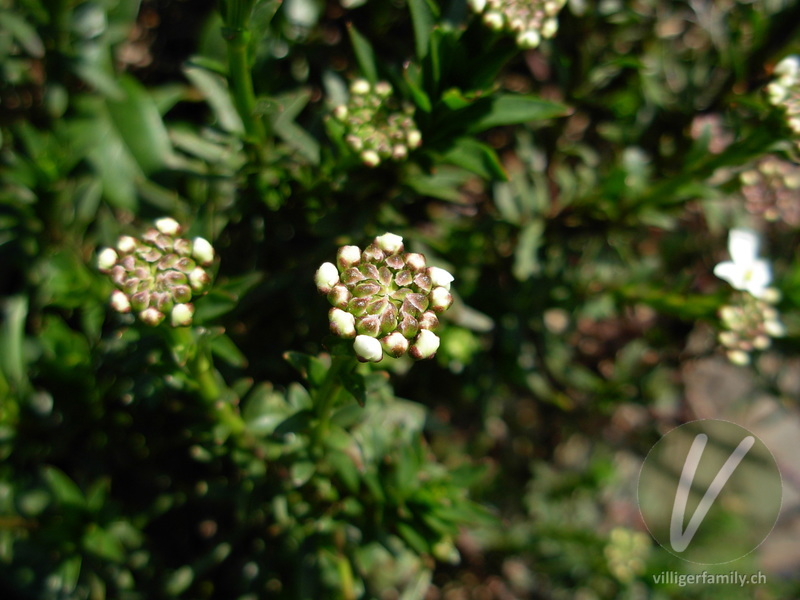 Immergrüner Bauernsenf: Blüten