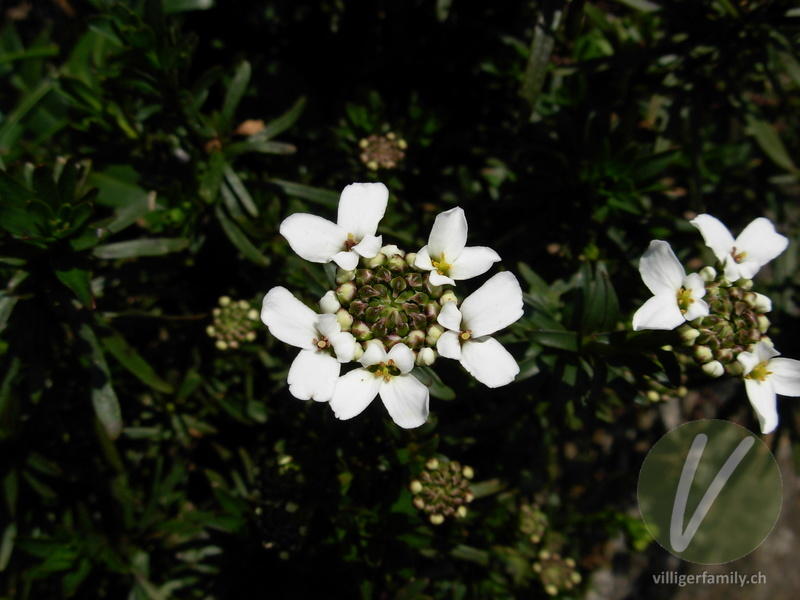 Immergrüner Bauernsenf: Blüten