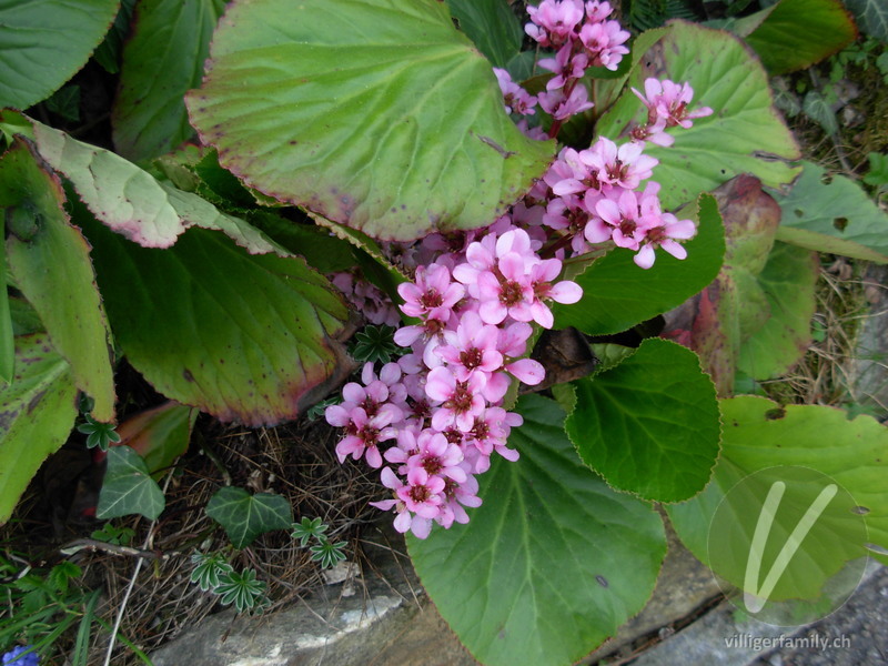 Bergenie: Blüten