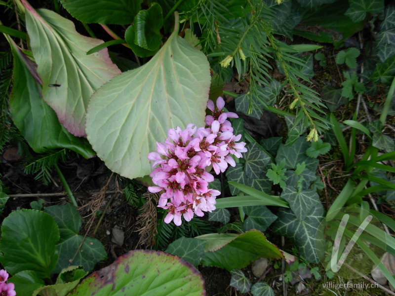 Bergenie: Blüten, Blätter