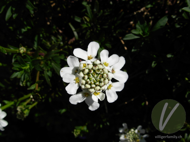 Immergrüner Bauernsenf: Blüten