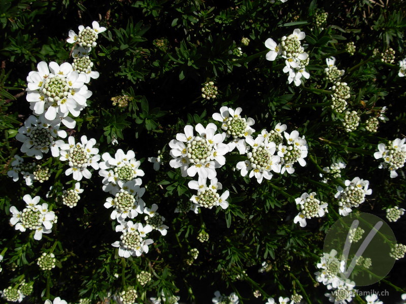 Immergrüner Bauernsenf: Blüten, Gesamtbild