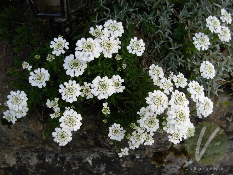 Immergrüner Bauernsenf: Blüten, Gesamtbild