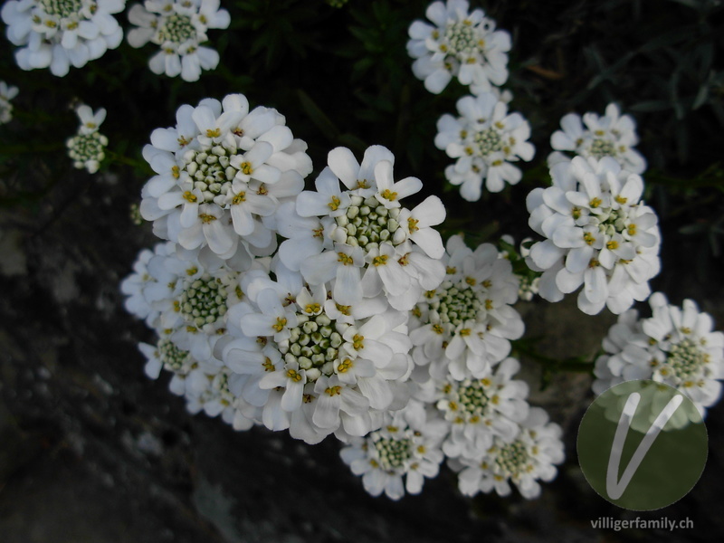 Immergrüner Bauernsenf: Blüten