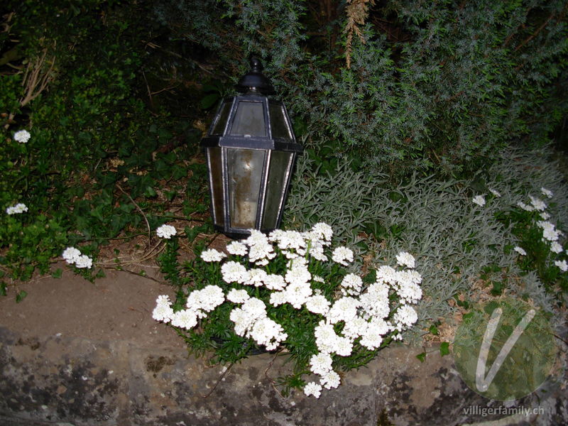 Immergrüner Bauernsenf: Blüten, Gesamtbild