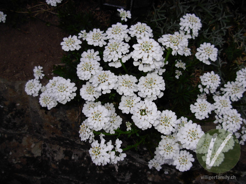 Immergrüner Bauernsenf: Blüten