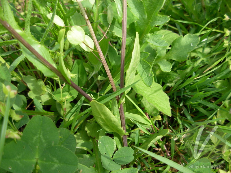 Acker-Täschelkraut: Stengel