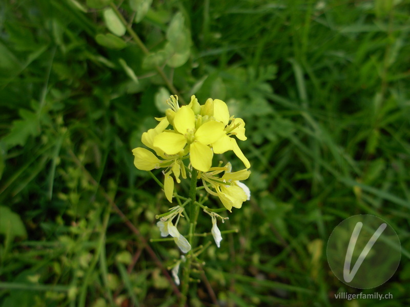 Acker-Senf: Blüten