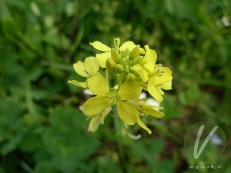 Acker-Senf: Blüten