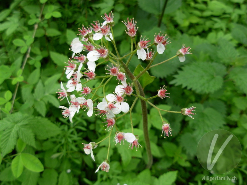 Schildblatt: Blüten