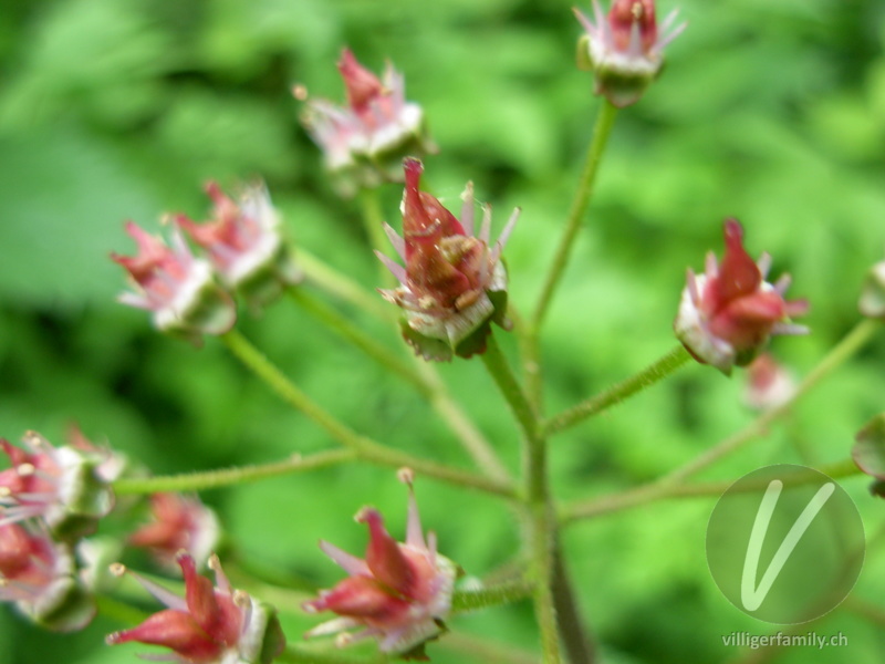 Schildblatt: Blüten, Früchte