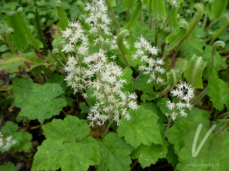 Herzblättrige Schaumblüte: Blüten