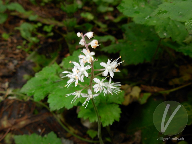 Herzblättrige Schaumblüte: Blüten