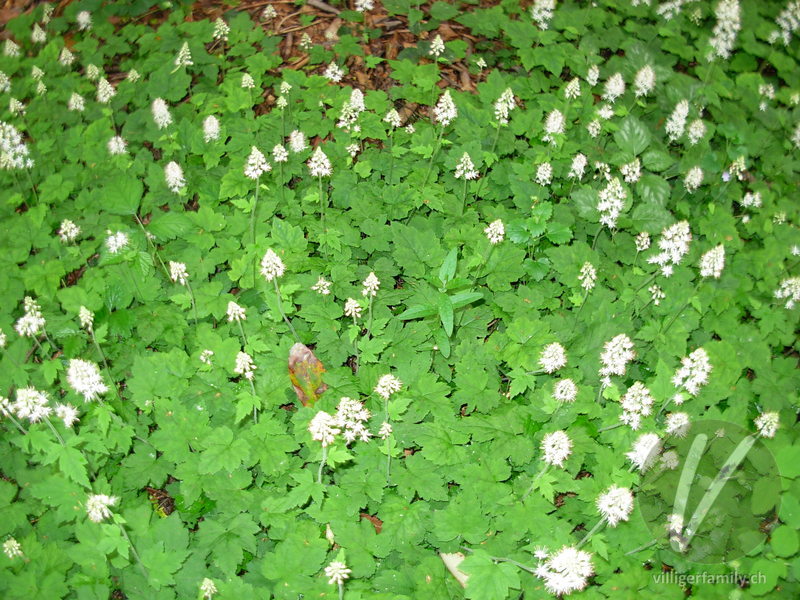 Herzblättrige Schaumblüte: Gesamtbild