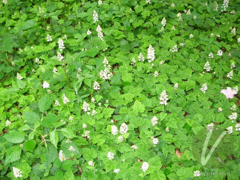 Herzblättrige Schaumblüte: Gesamtbild