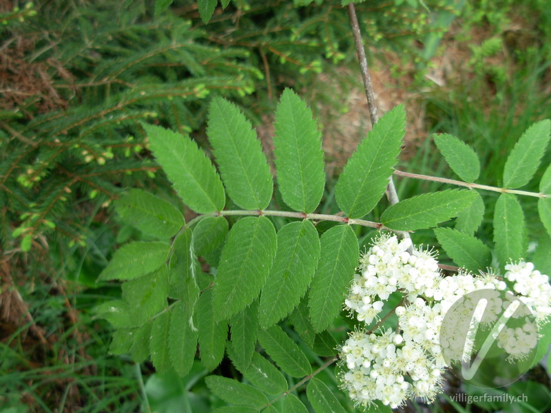 Vogelbeerbaum: Blätter