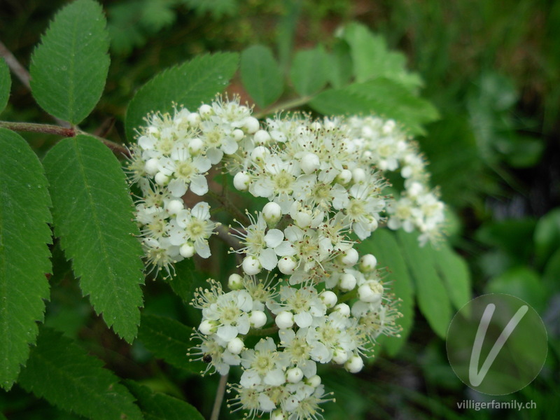 Vogelbeerbaum: Blüten