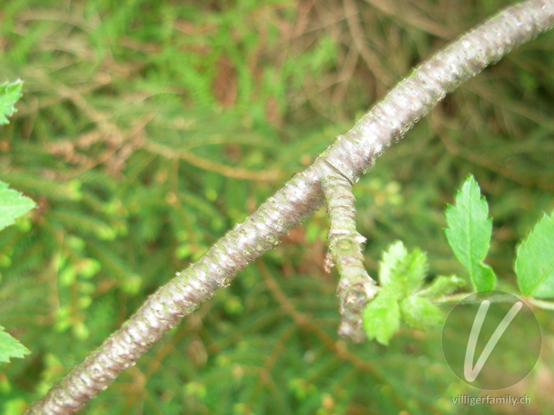 Vogelbeerbaum: Stengel