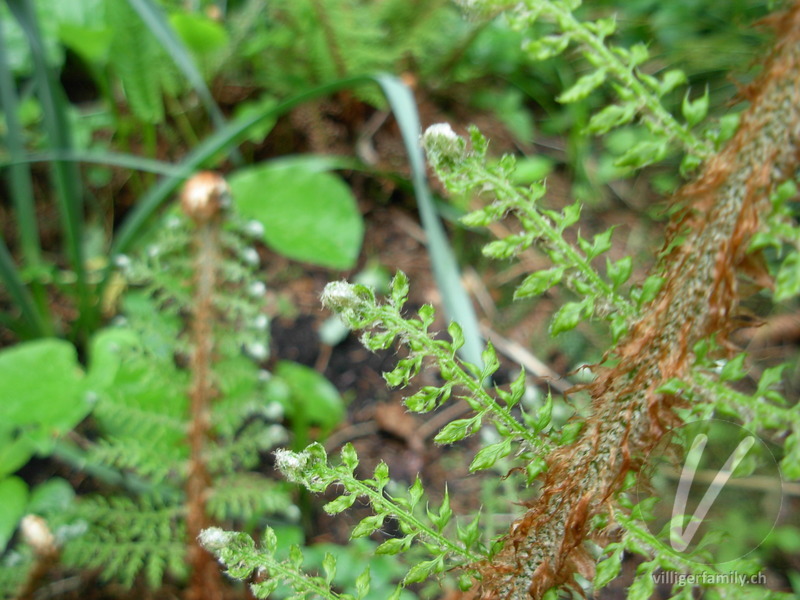 Borstiger Schildfarn: Stengel