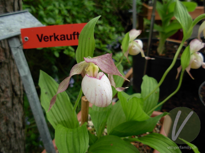 Berg-Frauenschuh: Blüten