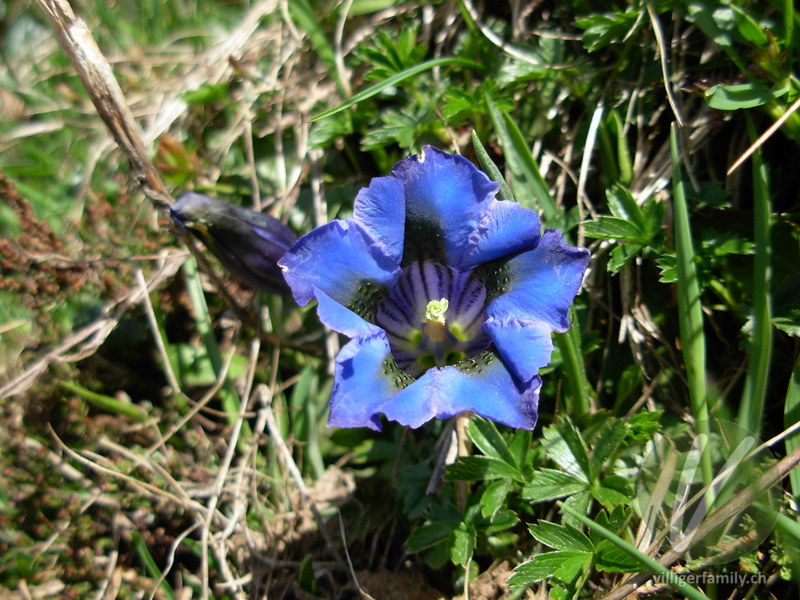 Silikat-Glocken-Enzian: Blüten