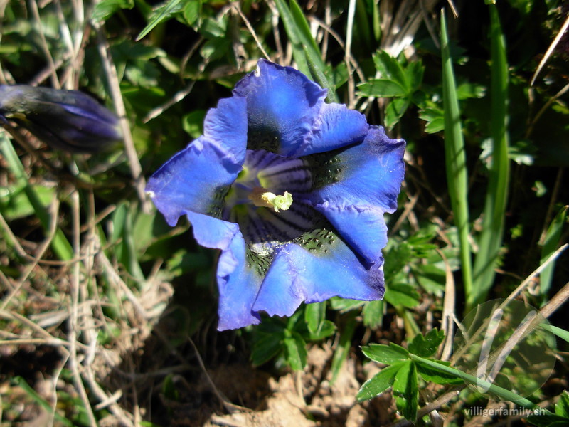 Silikat-Glocken-Enzian: Blüten