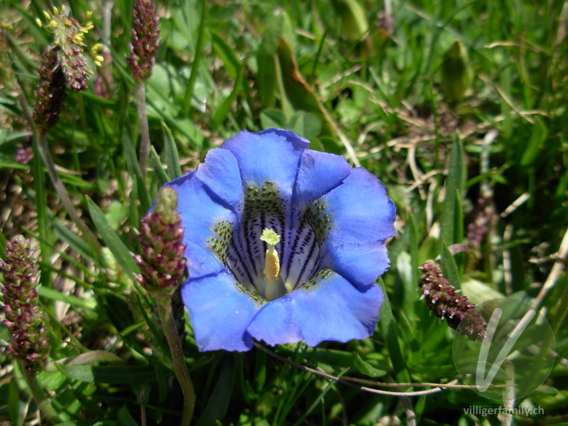 Silikat-Glocken-Enzian: Blüten