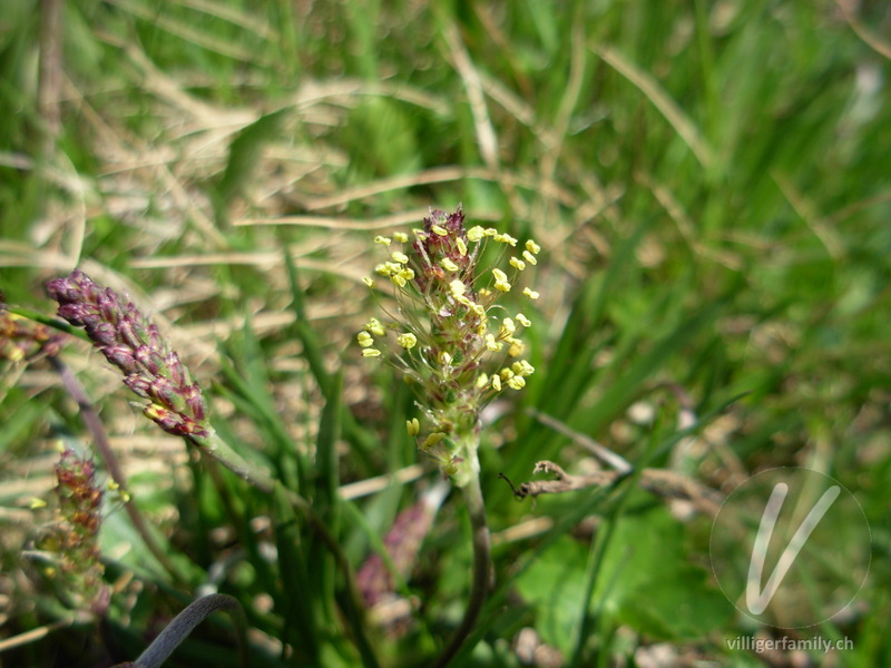 Alpen-Wegerich: Blüten