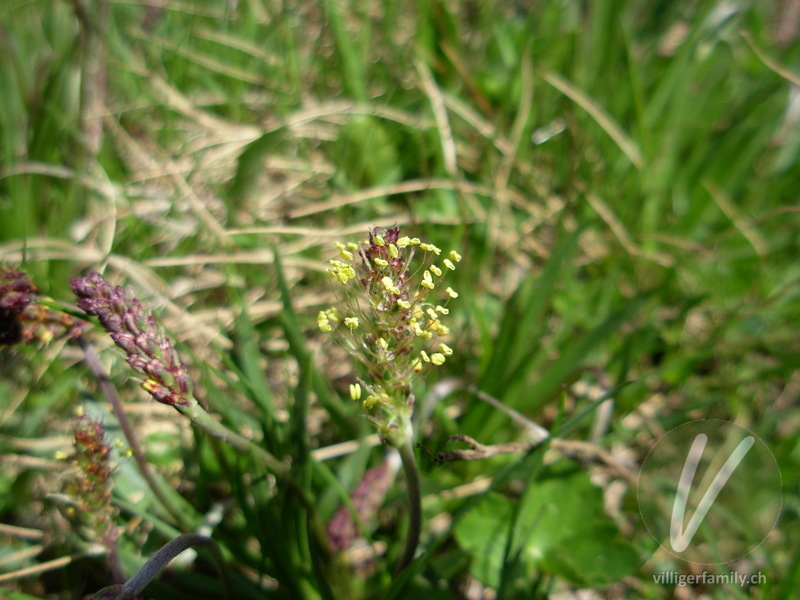 Alpen-Wegerich: Blüten