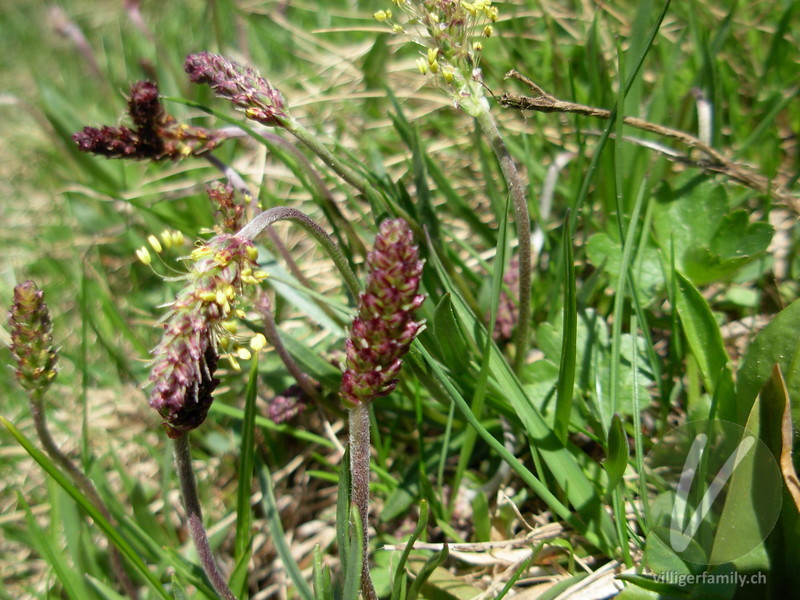 Alpen-Wegerich: Blüten