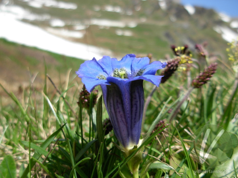 Silikat-Glocken-Enzian: Blüten