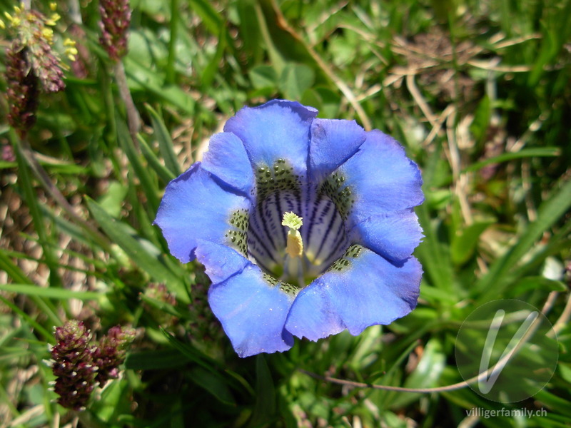 Silikat-Glocken-Enzian: Blüten