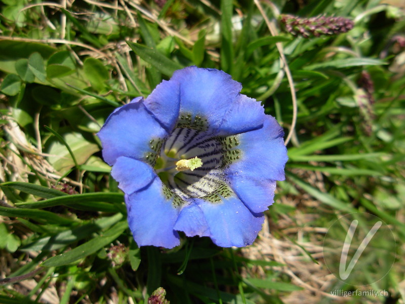 Silikat-Glocken-Enzian: Blüten