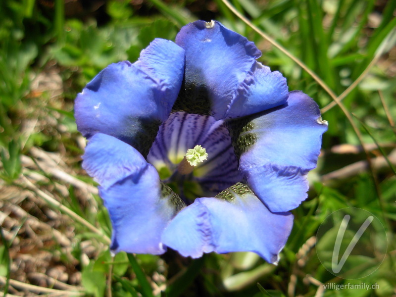 Silikat-Glocken-Enzian: Blüten