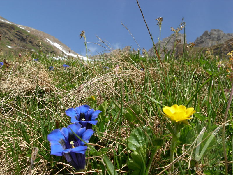 Silikat-Glocken-Enzian: Blüten