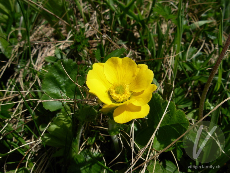 Berg-Nelkenwurz: Blüten