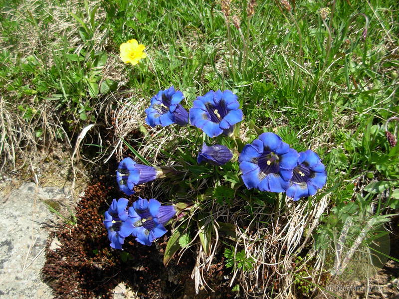 Silikat-Glocken-Enzian: Blüten