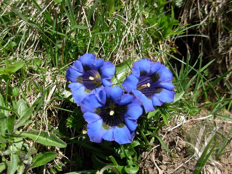 Silikat-Glocken-Enzian: Blüten