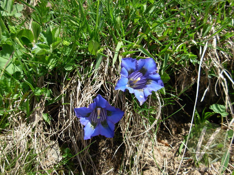 Silikat-Glocken-Enzian: Blüten