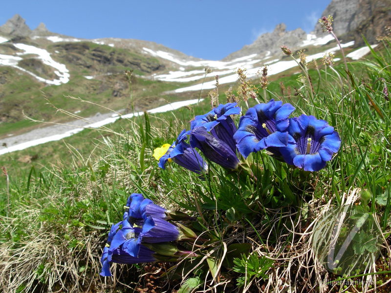 Silikat-Glocken-Enzian: Blüten