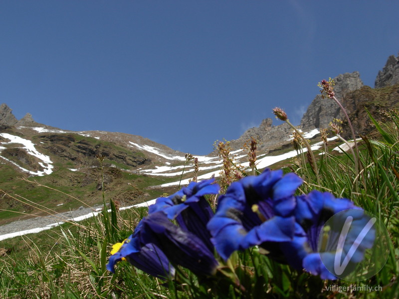 Silikat-Glocken-Enzian: Blüten