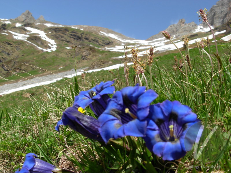 Silikat-Glocken-Enzian: Blüten