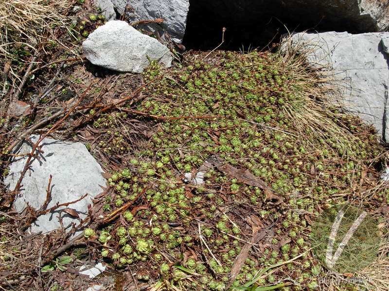 Moschus-Steinbrech: Gesamtbild