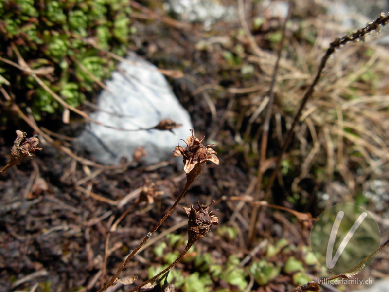 Moschus-Steinbrech: Früchte