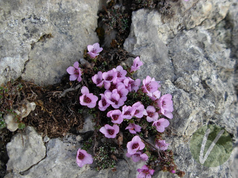 Gegenblättriger Steinbrech: Blüten, Gesamtbild