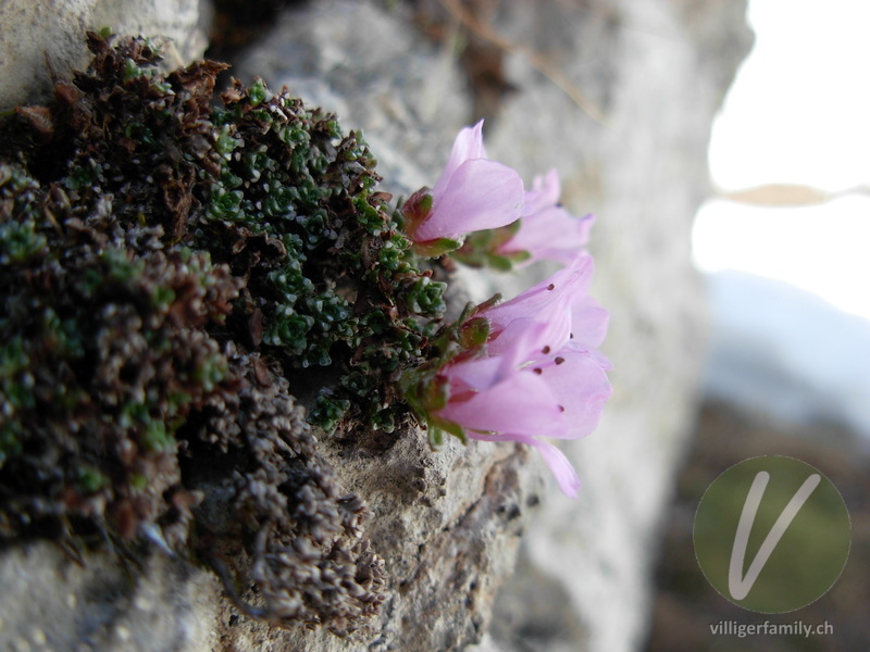 Gegenblättriger Steinbrech: Blüten, Blätter